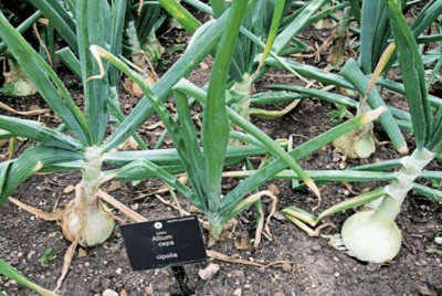 Your Onion Growing Dreams Come True! Discover How To Plant Onion Bulbs Today. - m70vjk6