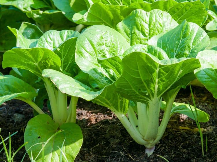 Placeholder Select Dynamic field