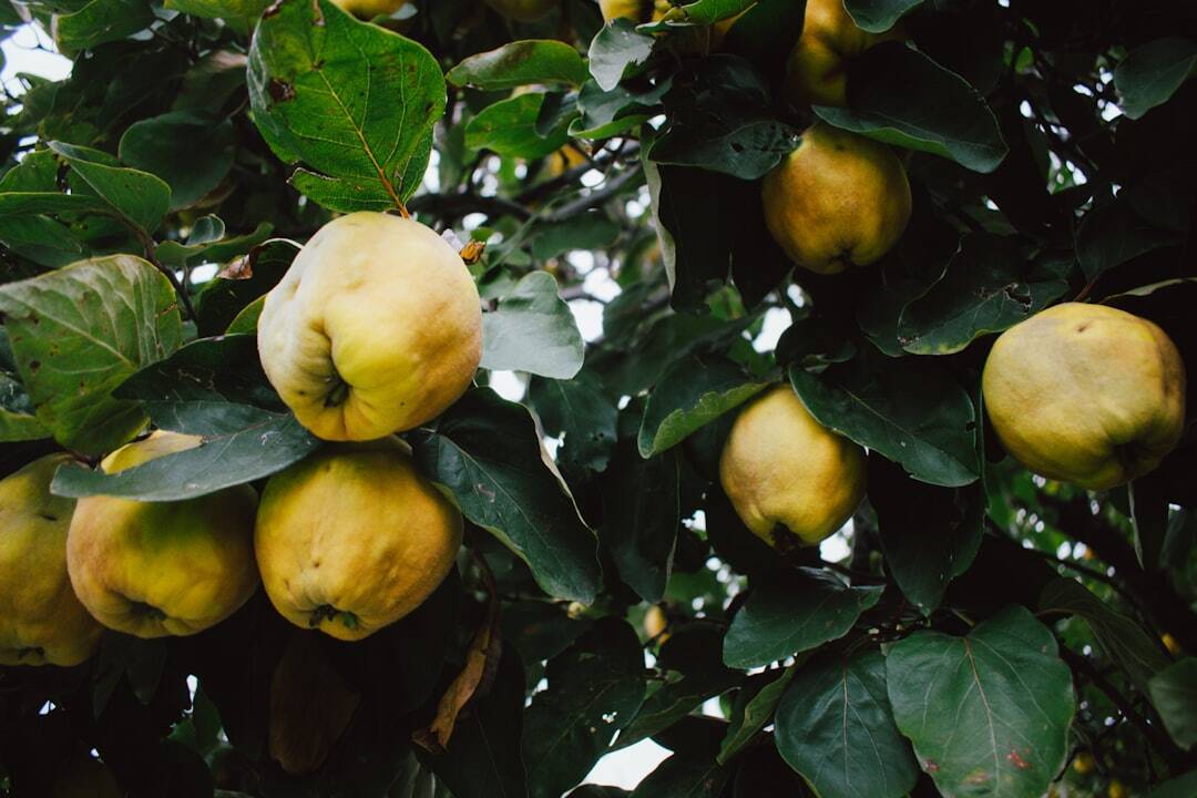 yellow round fruit on green leaves