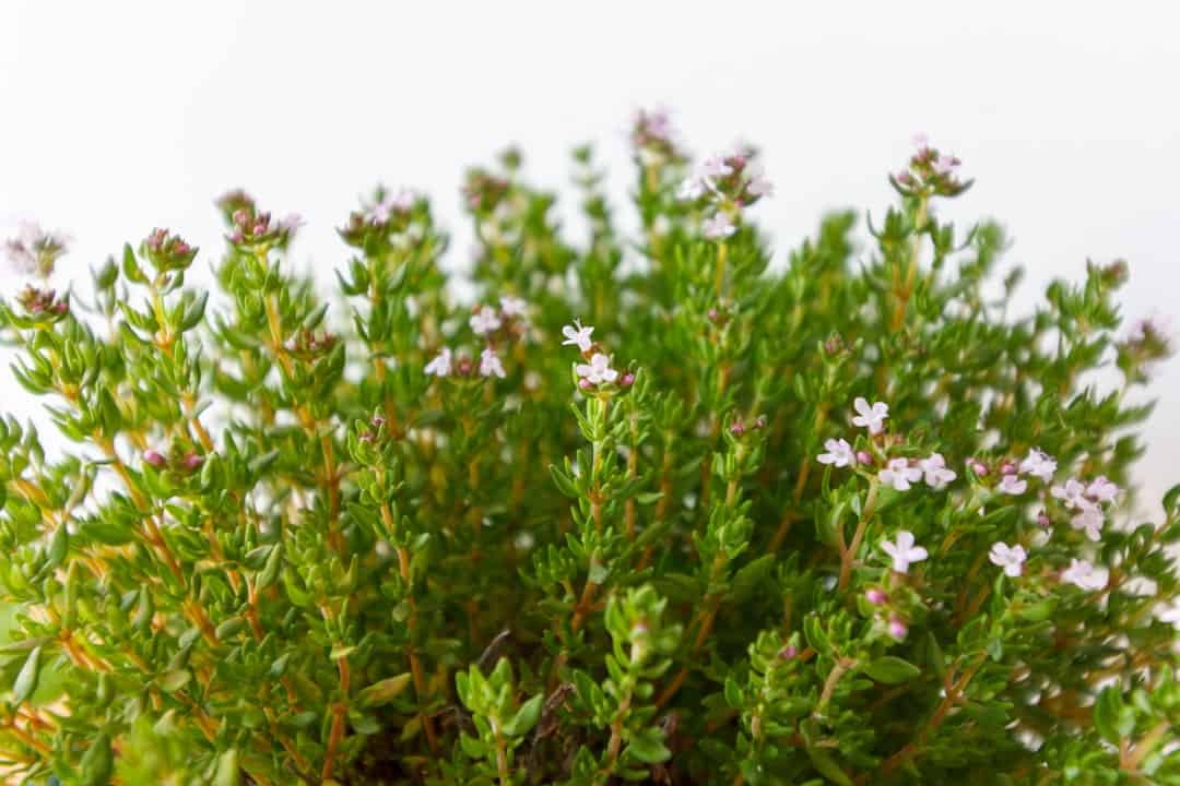 Thyme purple flowers with green leaves
