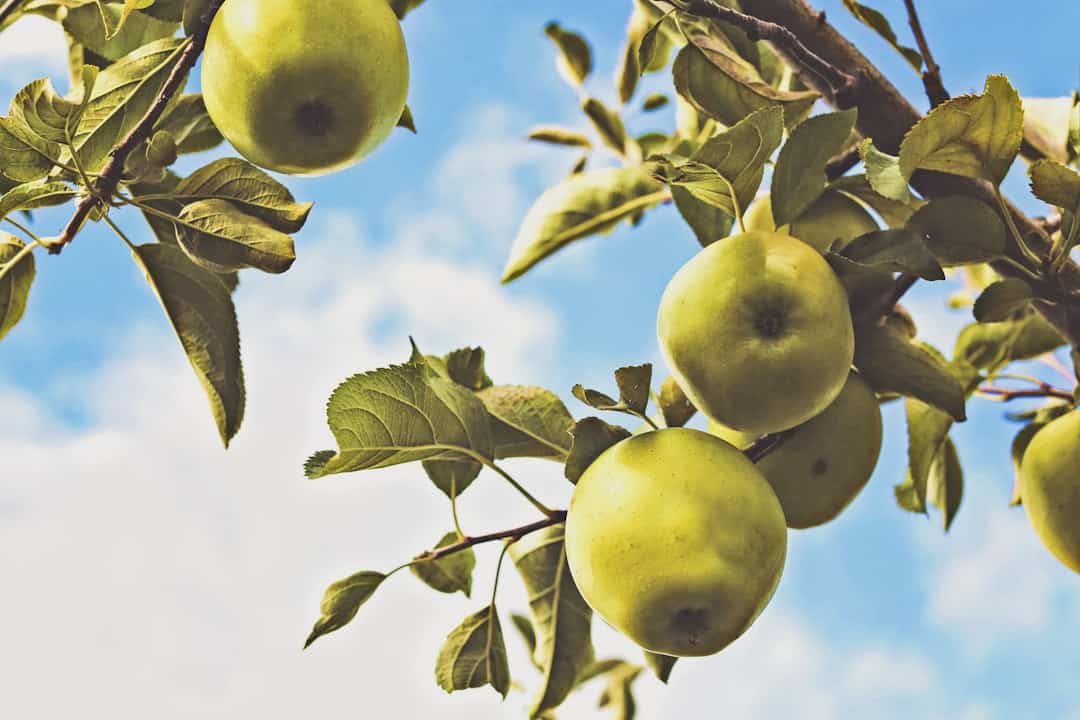 fruits on pear tree branch
