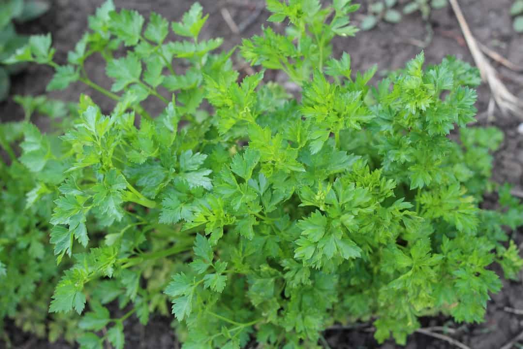 parsley plant