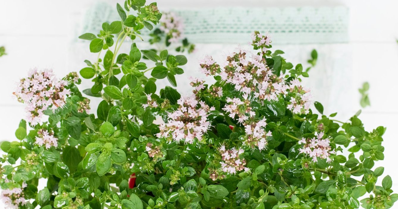 marjoram