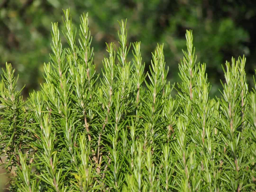 rosemary plant