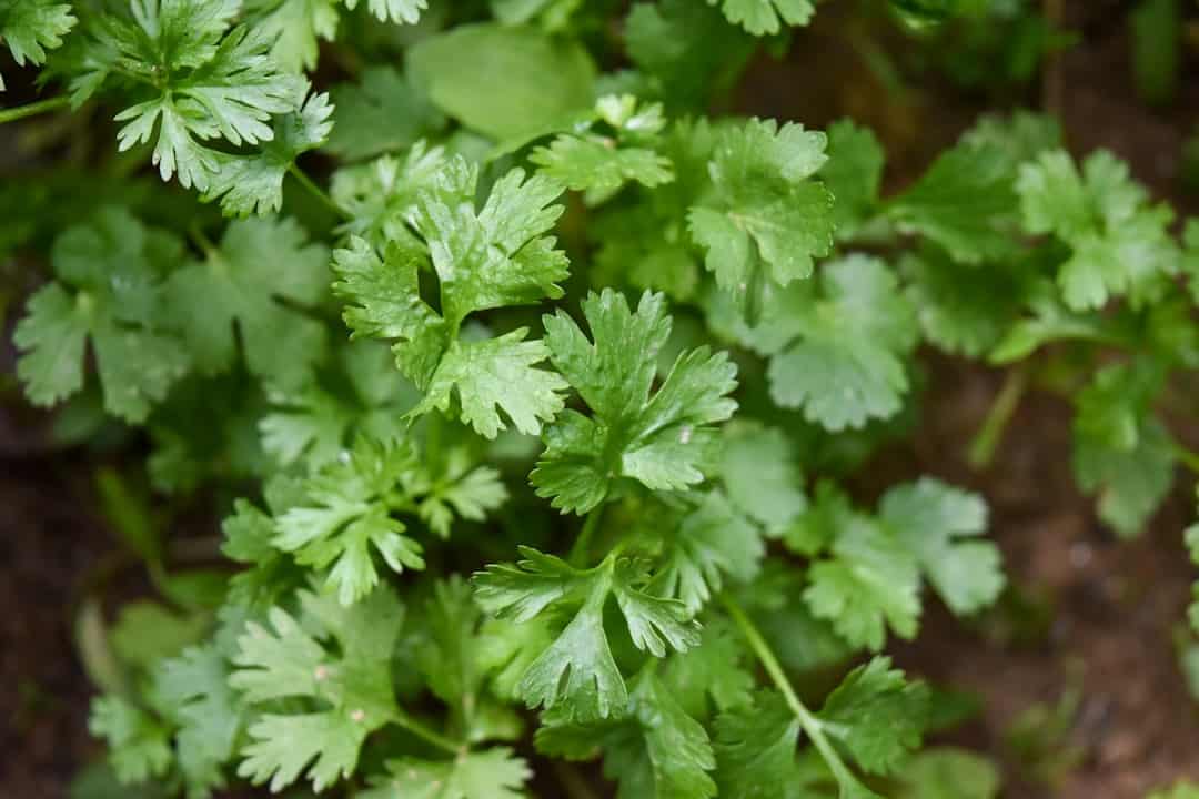 Cilantro