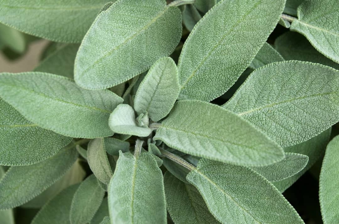 sage plant