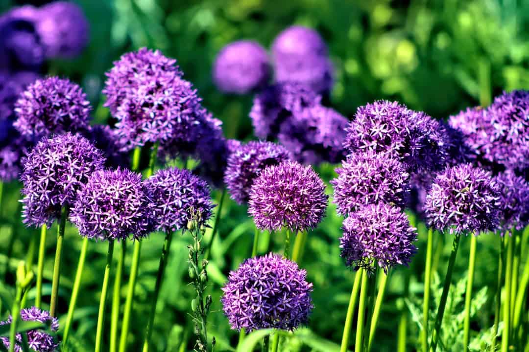 chive plant