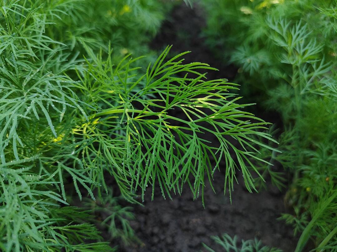 dill plant