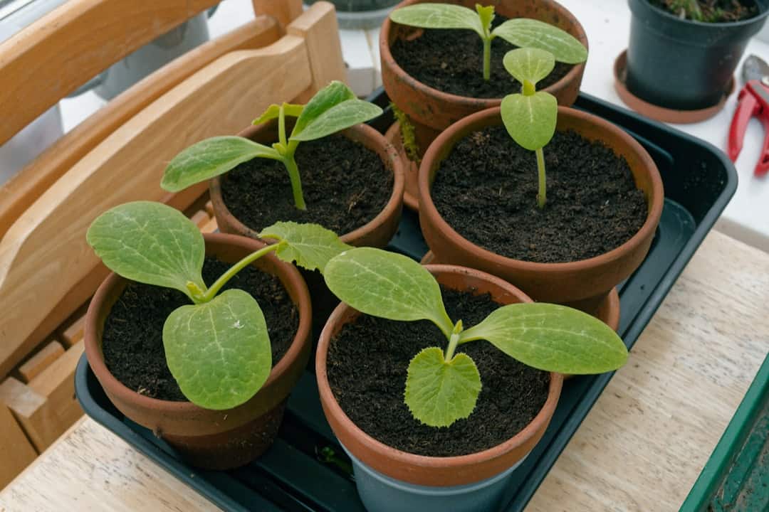 Seedlings are growing in small pots.