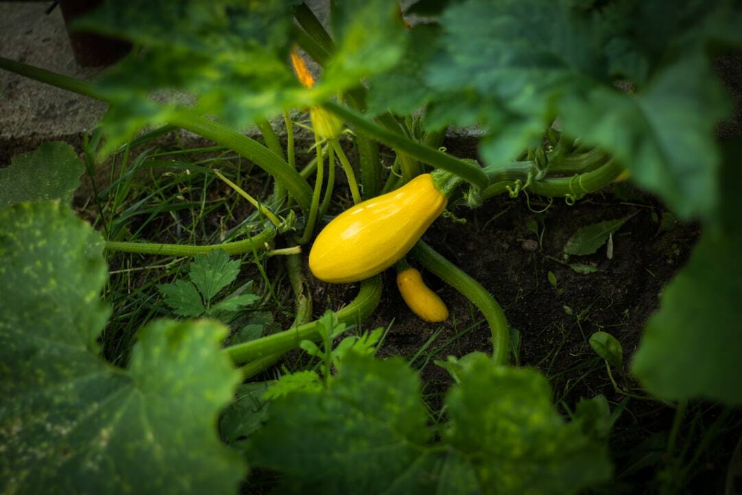 a yellow flower in a green plant